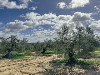 A field of olive trees with a cloudy sky in the background