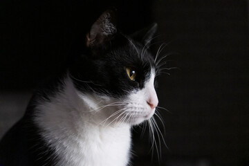 Portrait of a male cat. Close-up. Black and white cat