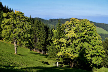 Üppiges Grün auf der Teichalm (Steiermark, Österreich)