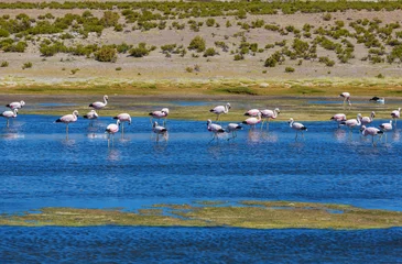 Fototapeten Flamingo in Bolivia © Galyna Andrushko