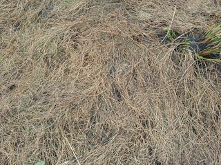hay bale in the field, beauty of nature, everything have a great status, but for this, required a looking eye 