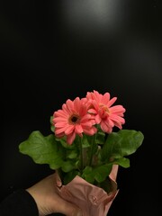 daisy flower in a pot