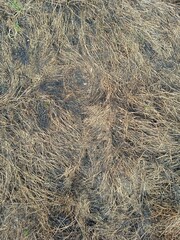 nets on the beach, texture of brown grass as a wallpaper background, natural background, nature pattern for home interior design, grass background, brown background 