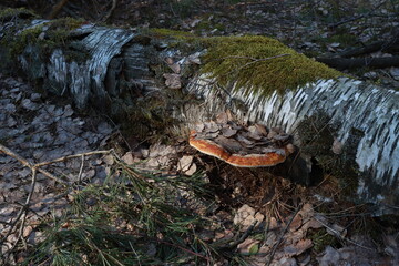 One old white fallen rotten birch tree lies on the gray ground in nature. An old rotten birch branch in the forest on the ground on which tree fungi parasites grow.