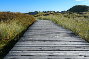 Obraz premium Amrum, Germany: Wooden walkway, dune landscape, dune grass
