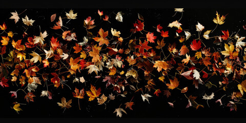 A vibrant collection of various autumn leaves spread out over a black background, showcasing the season's color palette
