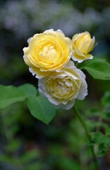 Beautiful yellow rose in the garden