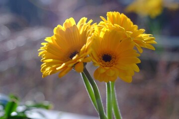Beautiful yellow Gerberas