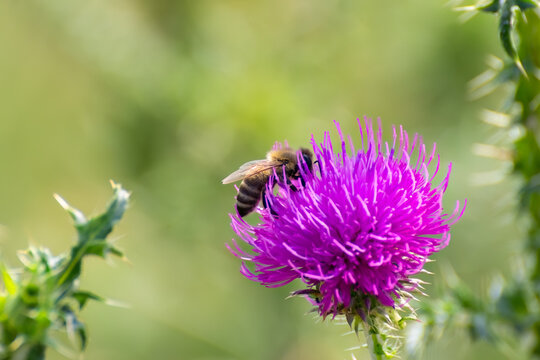 A bee sitting on a purple thistle flower (Carduus acanthoides)
