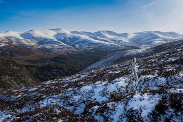 The Cairngorms from  Meall a' Bhuachaille via Ryvoan Bothy