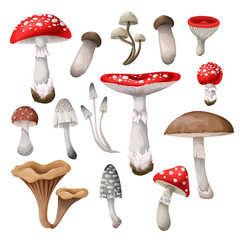 Set of the mushrooms isolated. Vector.
