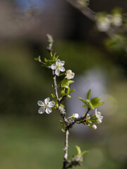 Zarte weiße Blüten im März, am blühenden Strauch 