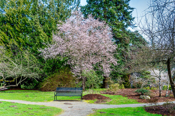 Seatac Garden Cherry Tree 4