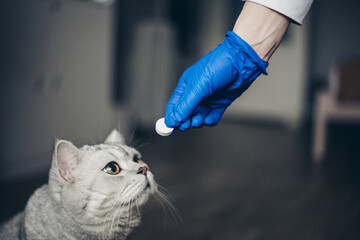 doctor in blue medical gloves giving pill to cute british cat indoors, closeup. Vitamins for animal.