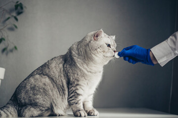 doctor in blue medical gloves giving pill to cute british cat indoors, closeup. Vitamins for animal.