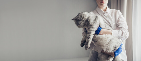 Banner Veterinarian doctor with small gray British kitten in his arms in medical animal clinic....