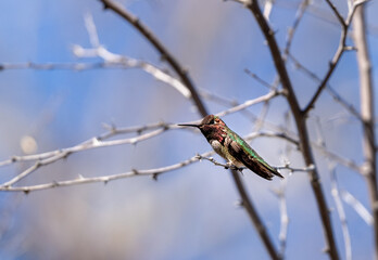 Fototapeta premium Male hummingbird sitting on a branch