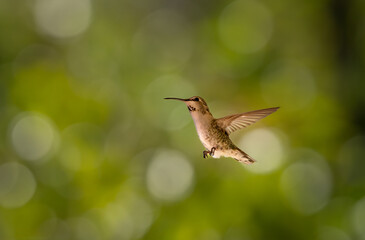 Fototapeta premium Hummingbird flying against a green tree background