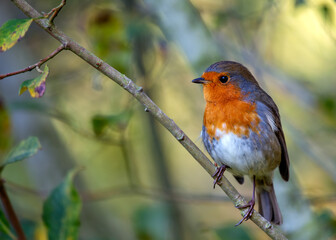 European Robin Red Breast(Erithacus rubecula) in National Botanic Gardens, Dublin, Ireland