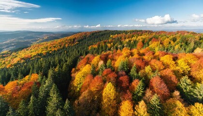 Naklejka premium aerial drone view over beautiful autumn forest landscape colourful trees in the wood