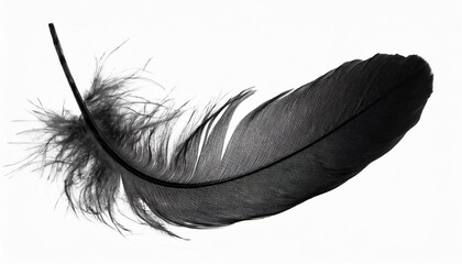 abstract black feathers floating in ther isolated on white background