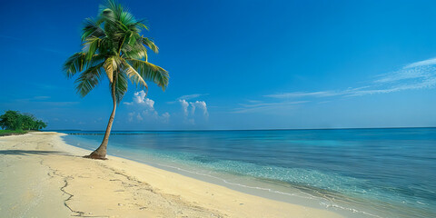 Tropical Palm Tree on Pristine White Sand Beach