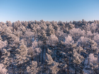 Beautiful frozen trees on a sunny day, aerial