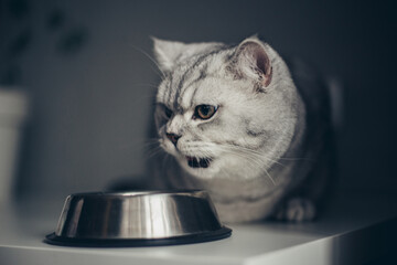 Beautiful grey british feline cat eating on a metal bowl. Cute domestic animal..