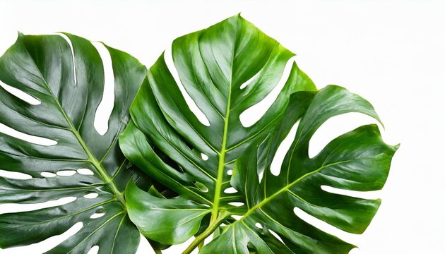 tropical foliage green monstera plant isolated on white background with clipping path