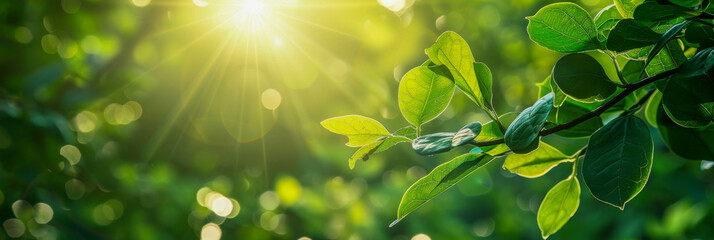 Vibrant green leaves bask in the warm glow of sunlight with a soft bokeh effect in the background