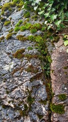 moss on the stone