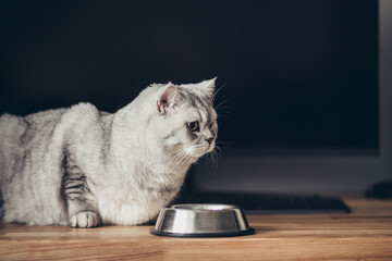 Hungry grey british cat sitting next to bowl of food at home kitchen and looking.