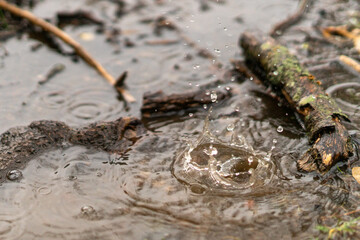 Raindrops in a puddle