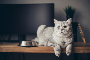 Hungry grey british cat sitting next to bowl of food at home kitchen and looking.