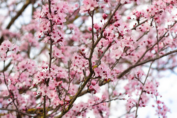The prune tree is blooming in the garden. Spring nature. Beautiful branch with flowers. Beauty of nature. Photo closeup