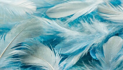 angelic pastel tinted blue feather background small fluffy blue feathers randomly scattered forming a background