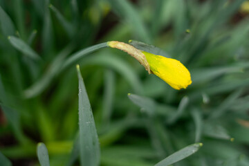 Daffodil bud with raindrops