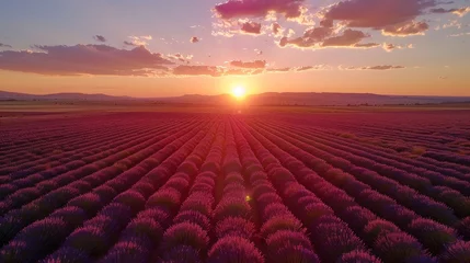 Papier Peint photo Lavable Bordeaux The serene beauty of a lavender field at sunset