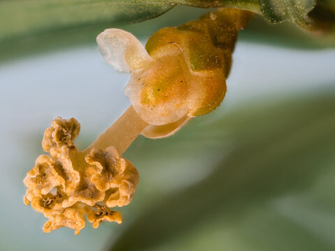 Eibenpollen-Bilder: Stock-Fotos & -Videos. | Adobe Stock