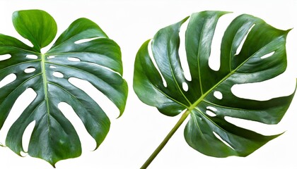 monstera jungle plant isolated