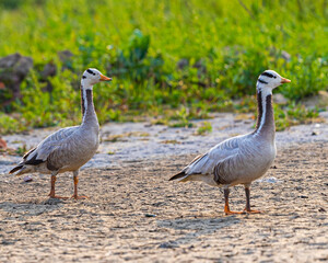 Bar Headed Goose