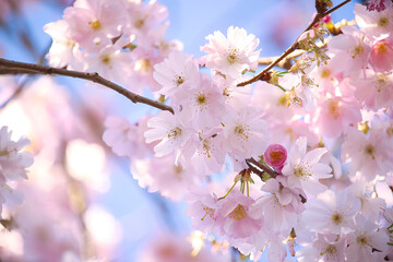 Kirschblüte im Frühling leuchtet im Sonnenschein bei blauem Himmel wundervoll 