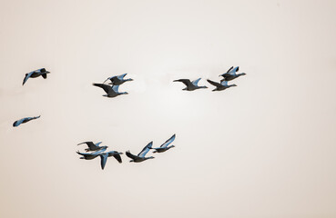 Bar Headed Goose