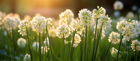 Fototapeta premium A variety of white flowers, part of the grass family, are blooming in the lush meadow. The terrestrial plants create a beautiful natural landscape, adding a soft touch to the grassland