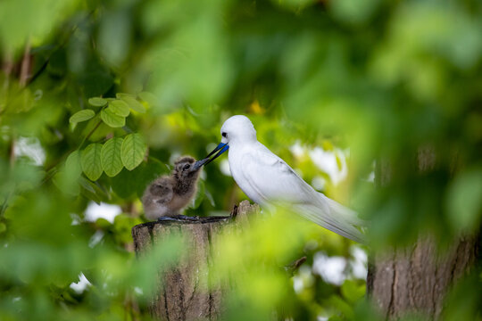 Fairy Terns (Gygis alba) adult with a chick on Bird island in Seychelles, Indian Ocean, Africa.