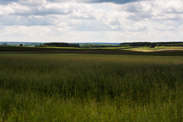 Country landscape with the Green Meadow, in the distance of the forest