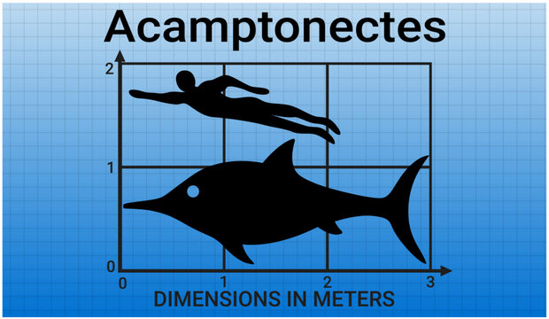 Sea monsters. Comparing the size of Acamptonectes to the average adult human male (1.8 meters). 