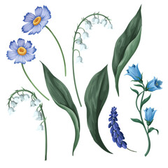 Lilies of the valley and other flowers isolated. Vector.