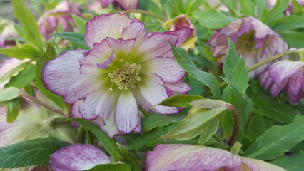 wei&szlig; rosa Helleborus Staude Nahaufnahme
Lenzrosen im Garten im Fr&uuml;hling