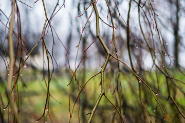 Tree branches in the rain